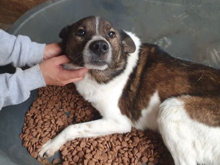 Luca, sportlicher, lebhafter junger Rüde, der voller Lebensfreude steckt, 1 Jahr, 42 cm