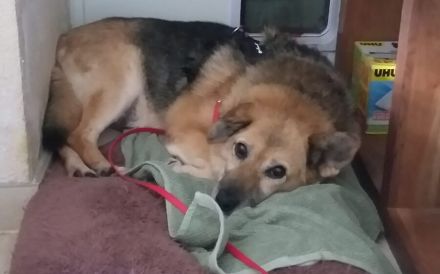 Für Leira - Nadel im Heuhaufen gesucht