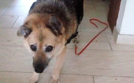 Für Leira - Nadel im Heuhaufen gesucht