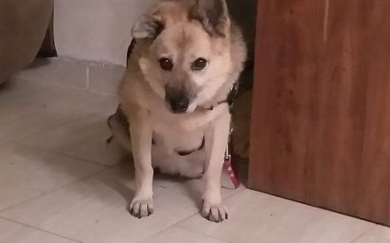 Für Leira - Nadel im Heuhaufen gesucht