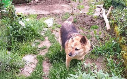 Für Leira - Nadel im Heuhaufen gesucht