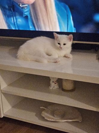 Britischer Mix mit Maine Coon Katze 5 Monate alt