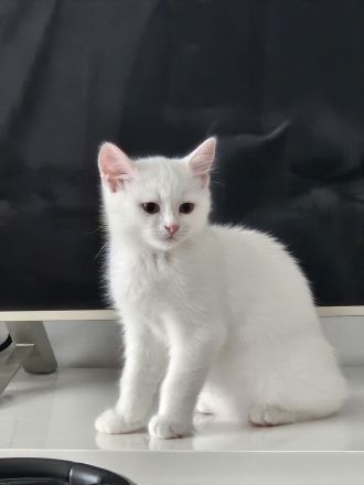 Britischer Mix mit Maine Coon Katze 5 Monate alt