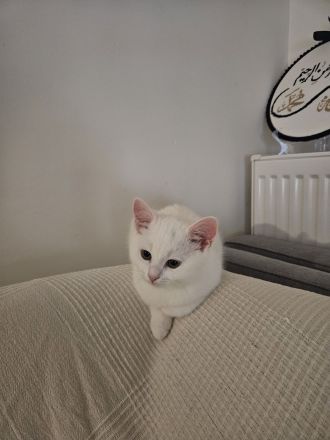 Britischer Mix mit Maine Coon Katze 5 Monate alt