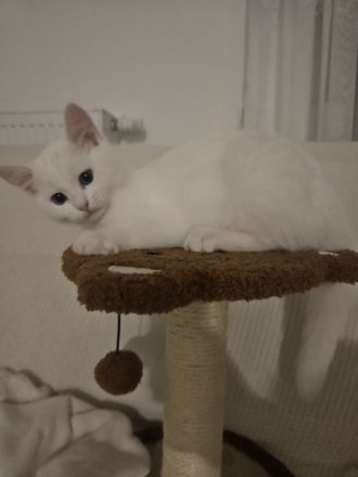 Britischer Mix mit Maine Coon Katze 5 Monate alt