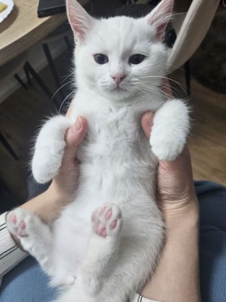 Britischer Mix mit Maine Coon Katze 5 Monate alt