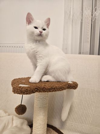 Britischer Mix mit Maine Coon Katze 5 Monate alt