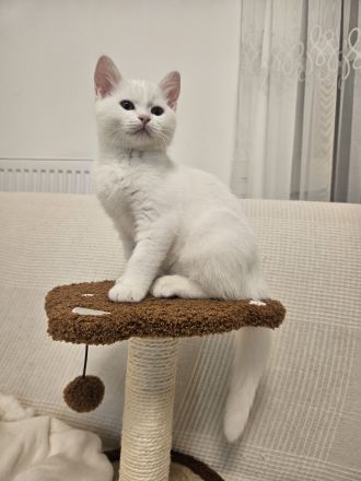 Britischer Mix mit Maine Coon Katze 5 Monate alt