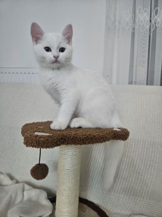 Britischer Mix mit Maine Coon Katze 5 Monate alt