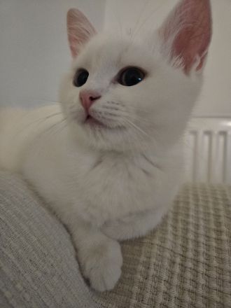 Britischer Mix mit Maine Coon Katze 5 Monate alt