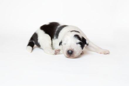 Border Collie Welpen