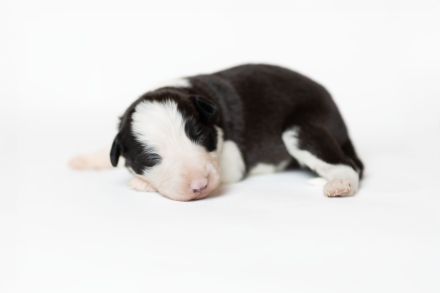 Border Collie Welpen