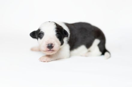 Border Collie Welpen