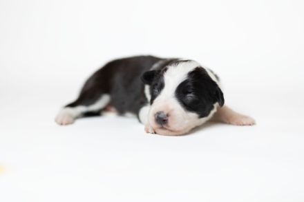 Border Collie Welpen
