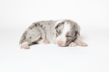 Border Collie Welpen