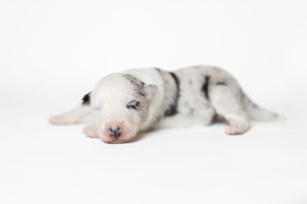 Border Collie Welpen