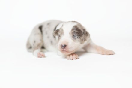 Border Collie Welpen