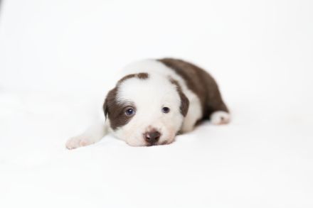 Border Collie Welpen