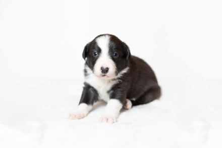Border Collie Welpen
