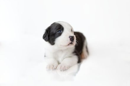 Border Collie Welpen