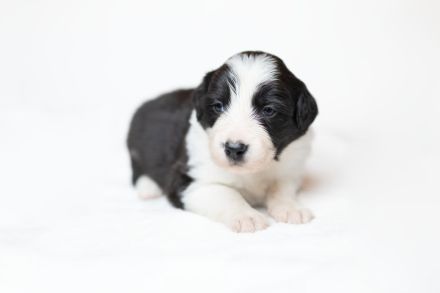 Border Collie Welpen