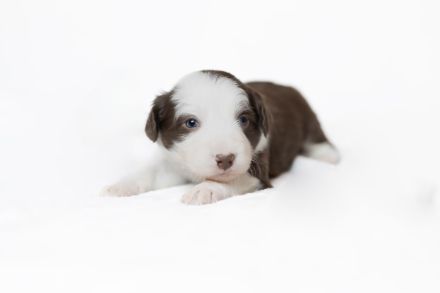 Border Collie Welpen