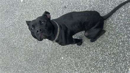 Bella sucht liebevolles zu Hause