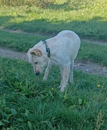 SOLE, a.d.Tierschutz, sucht Happy-Home