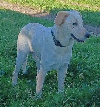 SOLE, a.d.Tierschutz, sucht Happy-Home