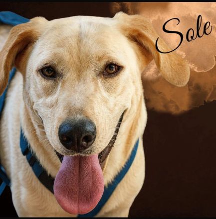 SOLE, a.d.Tierschutz, sucht Happy-Home