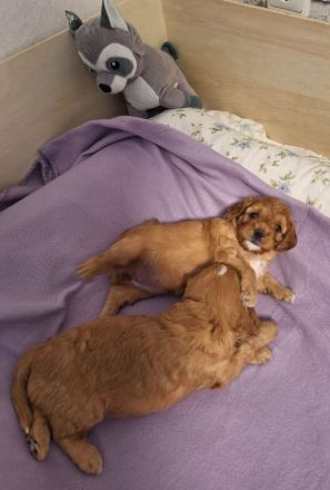 Cavapoo Welpen/Pudelmischlinge/Hybrid Welpen