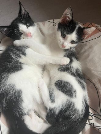 Kitten suchen neues Zuhause