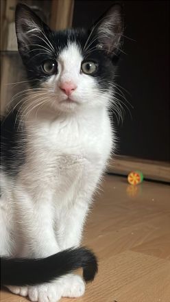 Kitten suchen neues Zuhause