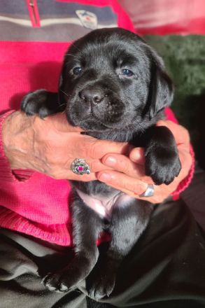 Zauberhafte Labradorwelpen