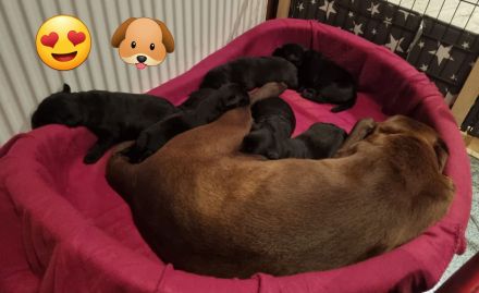 Zauberhafte Labradorwelpen