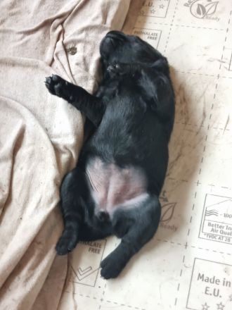 Zauberhafte Labradorwelpen