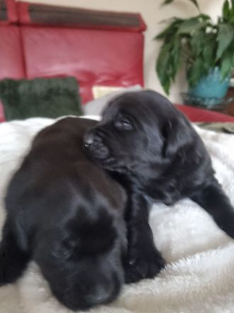 Zauberhafte Labradorwelpen