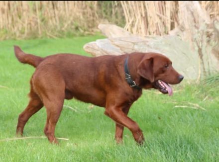 Zauberhafte Labradorwelpen