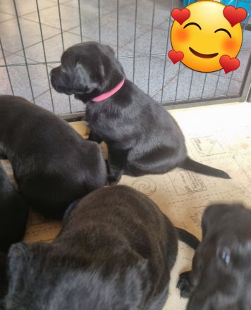 Zauberhafte Labradorwelpen