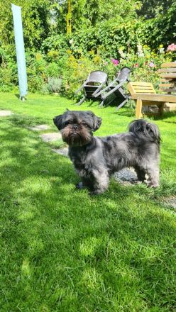 Shih Tzu Welpen