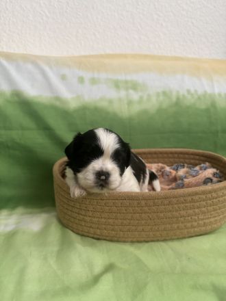 Shih Tzu Welpen