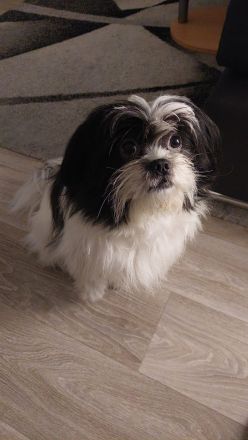 Shih Tzu Welpen