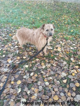 Ayra, schüchtern und sehr lieb