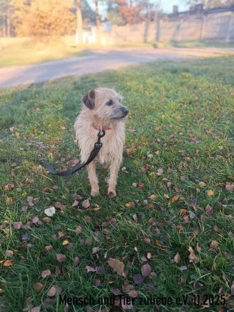 Ayra, schüchtern und sehr lieb