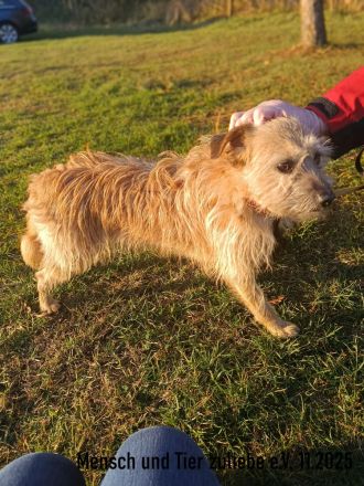 Ayra, schüchtern und sehr lieb