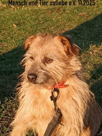 Ayra, schüchtern und sehr lieb