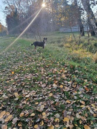 Nemo, lieb und verträglich