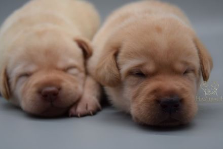 Labrador Welpen mit Ahnentafel