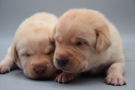 Labrador Welpen mit Ahnentafel