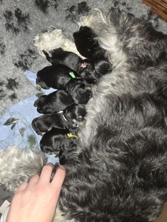 Zwergschnauzer Welpen schwarz-silber PSK/VDH